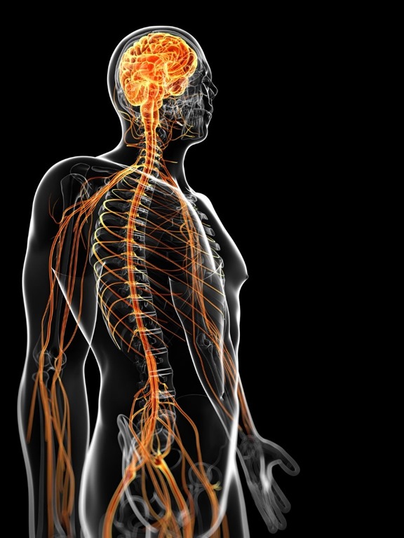 Human nervous system. Can modern security protect a cyborg? (Licensed by 123rf.com)